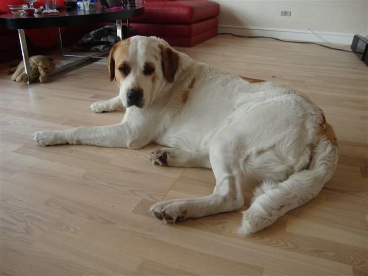 Central asiatisk Ovcharka Tøsen billede 1