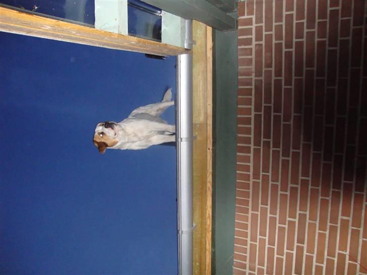 Central asiatisk Ovcharka Tøsen billede 2