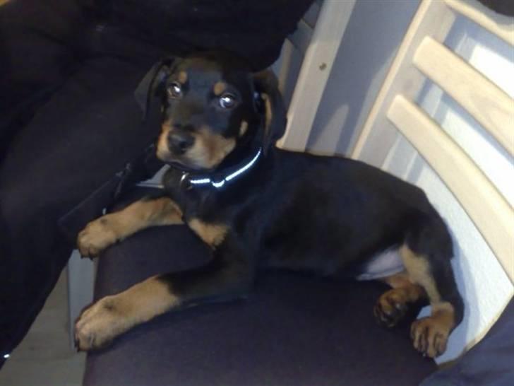 Blanding af racer zim sam - vagt hund :-) billede 12