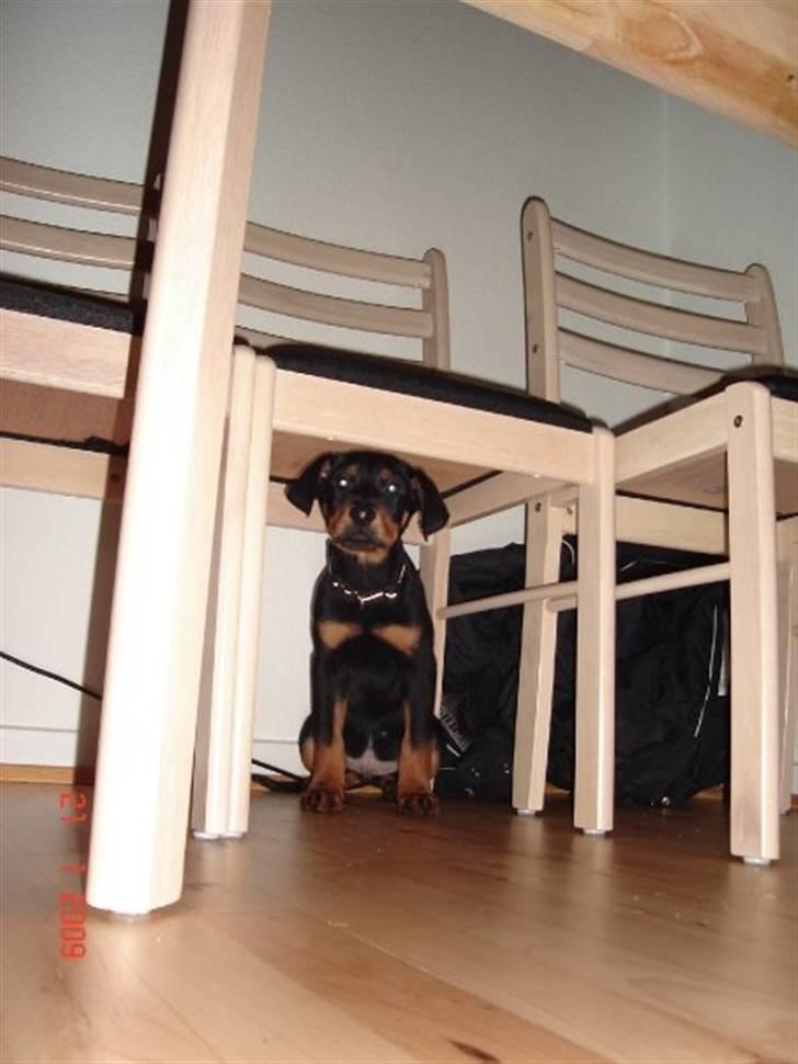 Blanding af racer zim sam - set sig selv i et spejl billede 13