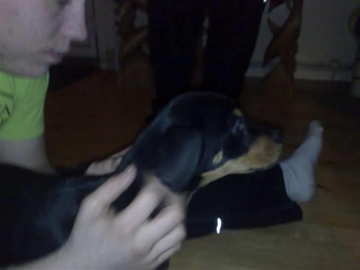 Blanding af racer zim sam - som hvalp.. billede 14