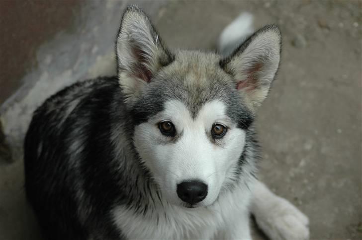 Alaskan malamute Wolfine billede 7