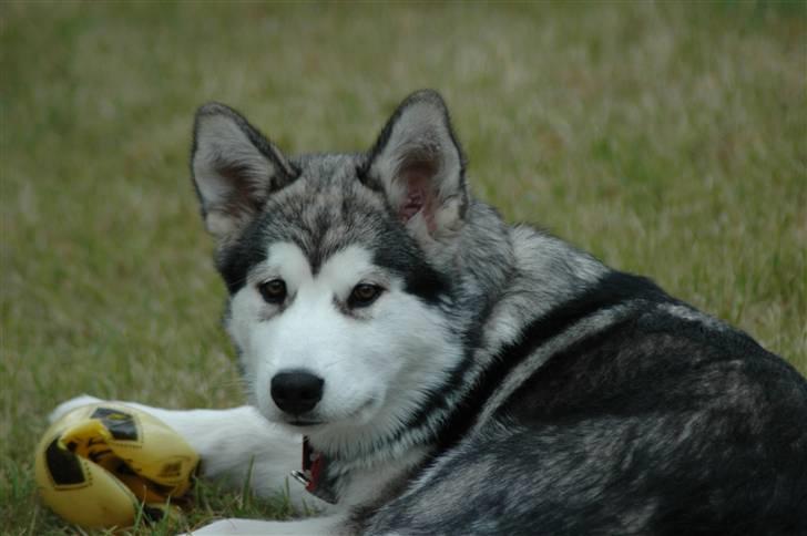 Alaskan malamute Wolfine billede 8
