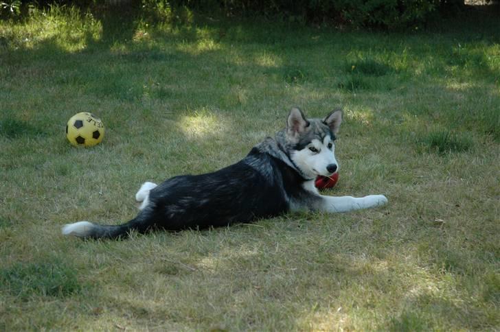 Alaskan malamute Wolfine billede 9