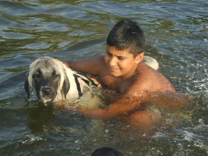 Kangal arina billede 4