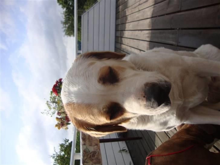 Central asiatisk Ovcharka Tøsen billede 5