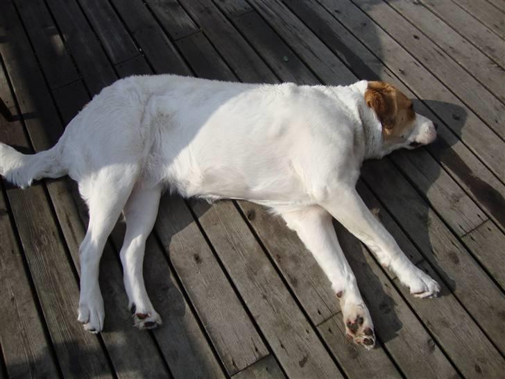 Central asiatisk Ovcharka Tøsen billede 6