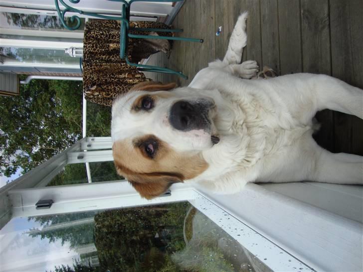 Central asiatisk Ovcharka Tøsen billede 7