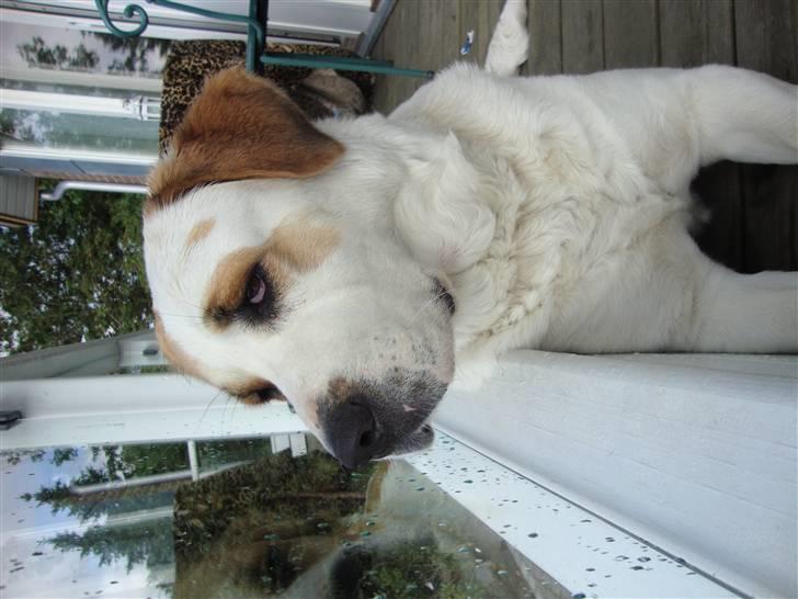 Central asiatisk Ovcharka Tøsen billede 8