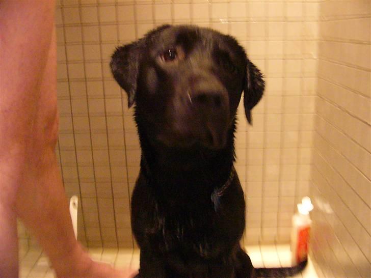 Labrador retriever Zacko billede 15