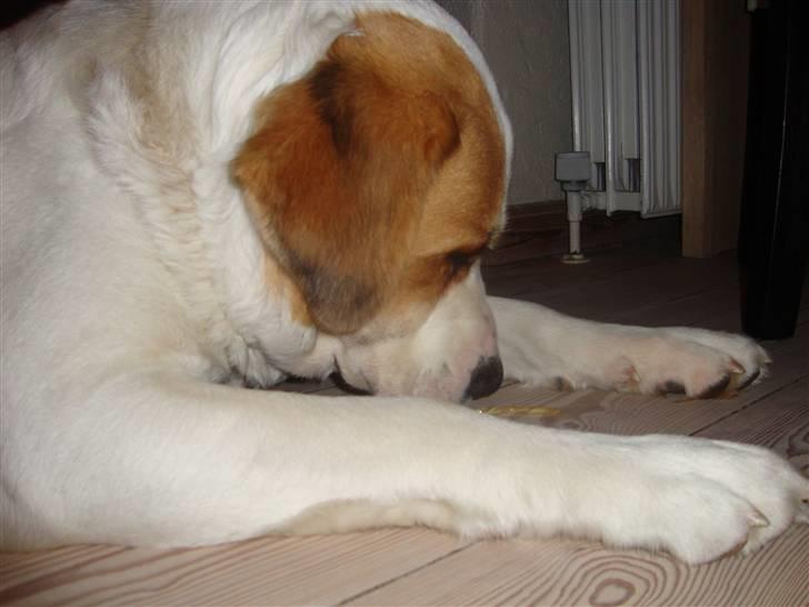 Central asiatisk Ovcharka Tøsen billede 9