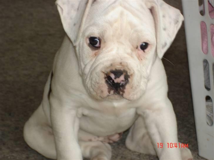 Amerikansk bulldog Margrethelunds Peewee billede 4