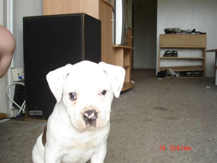 Amerikansk bulldog Margrethelunds Peewee billede 5