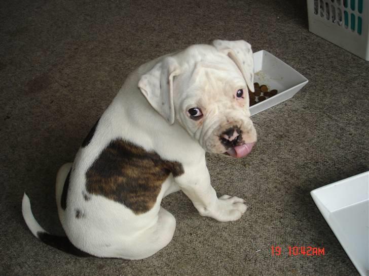 Amerikansk bulldog Margrethelunds Peewee billede 6