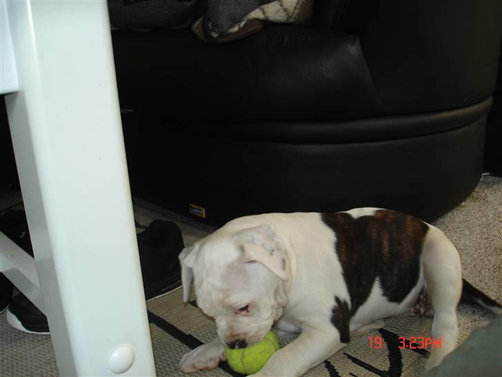 Amerikansk bulldog Margrethelunds Peewee billede 7