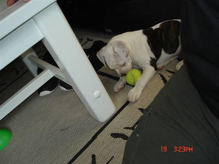 Amerikansk bulldog Margrethelunds Peewee billede 8