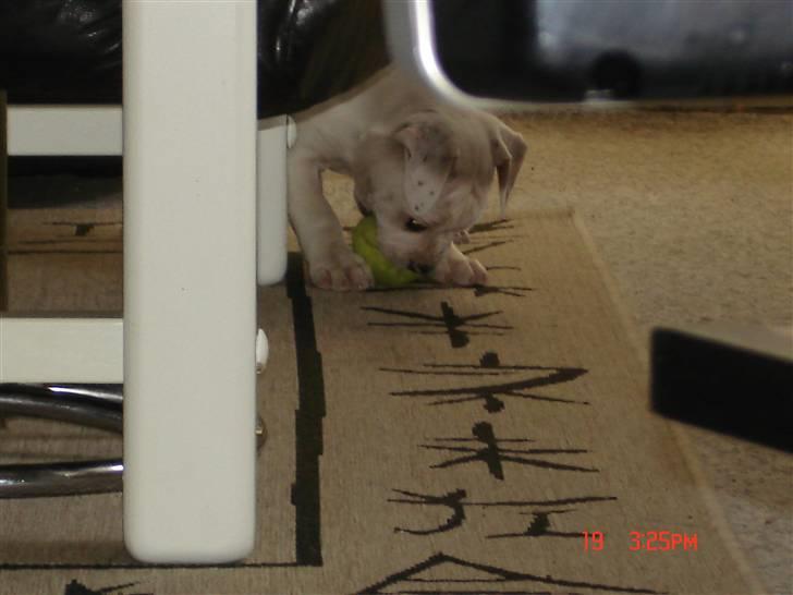 Amerikansk bulldog Margrethelunds Peewee billede 9