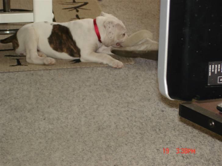 Amerikansk bulldog Margrethelunds Peewee billede 10