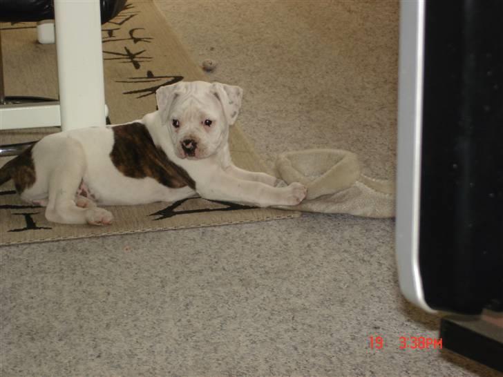 Amerikansk bulldog Margrethelunds Peewee billede 11