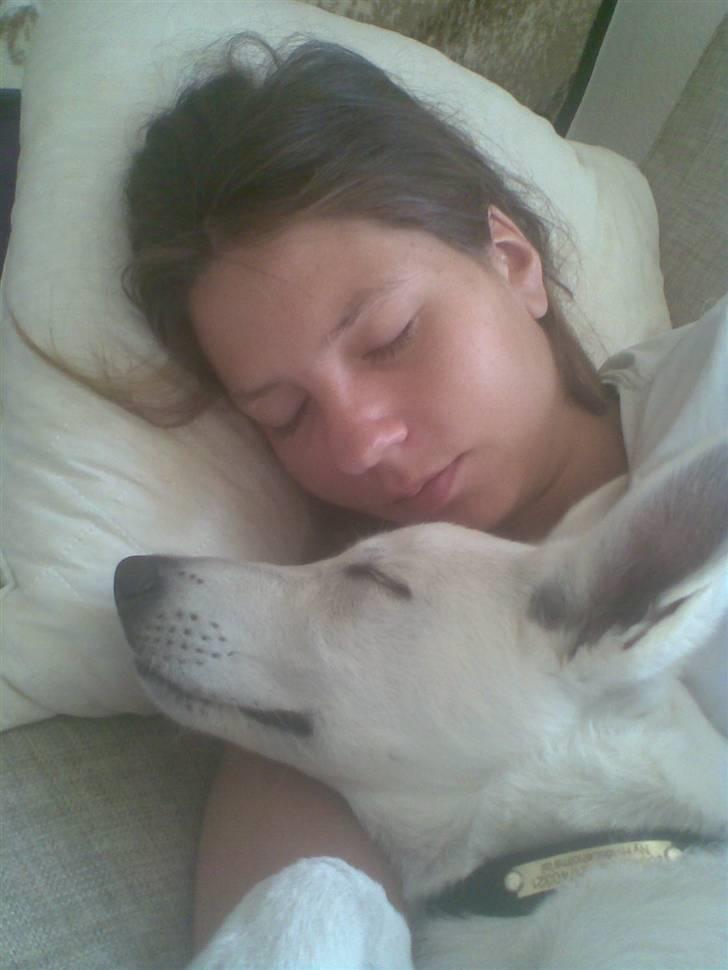 Hvid Schweizisk Hyrdehund ny hviddueholm´s isi - putter sammen med mor billede 8