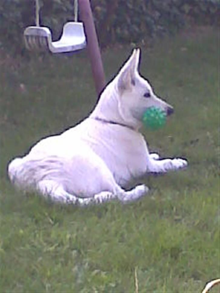 Hvid Schweizisk Hyrdehund ny hviddueholm´s isi - Hmm.. hva mon far laver? billede 9