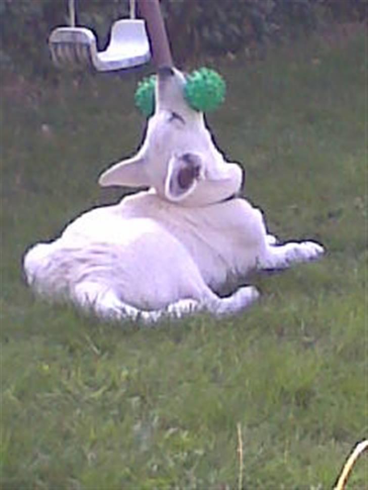 Hvid Schweizisk Hyrdehund ny hviddueholm´s isi - ligemeget, har mit gummiben og lege med.. billede 10