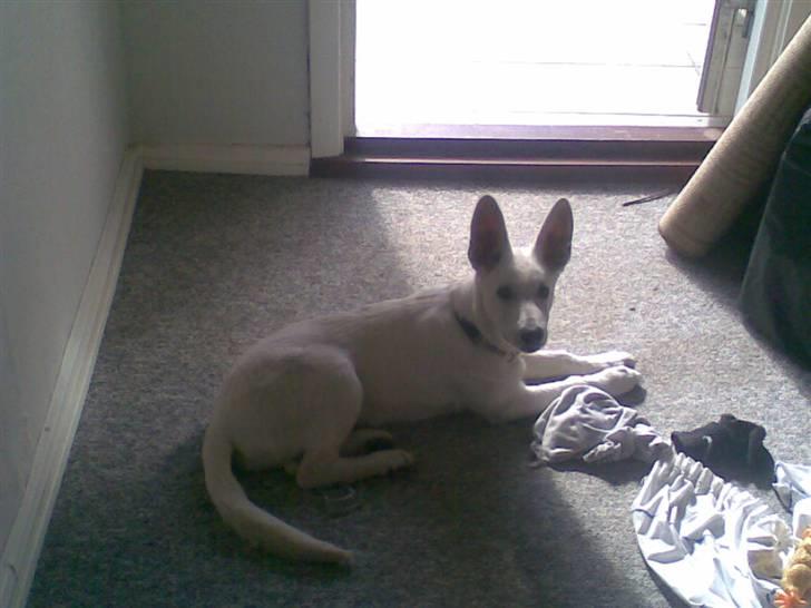 Hvid Schweizisk Hyrdehund ny hviddueholm´s isi - se mor.. nu er jeg 4 mdr. er jeg ikke en stor flot pige :)  billede 11