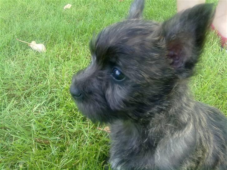 Cairn terrier Maya billede 2