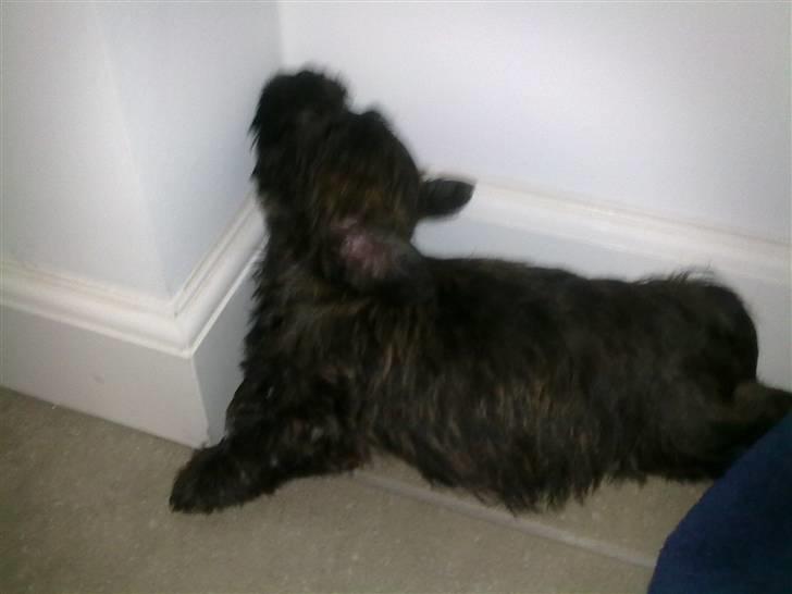 Cairn terrier Maya billede 7