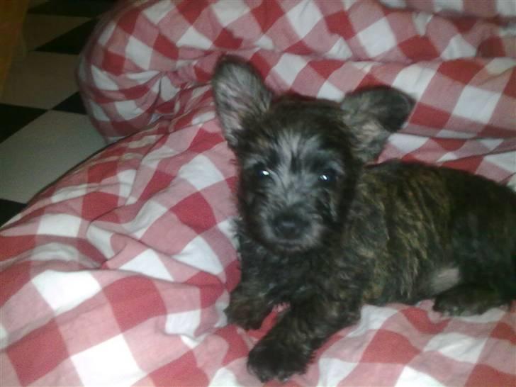 Cairn terrier Maya billede 9