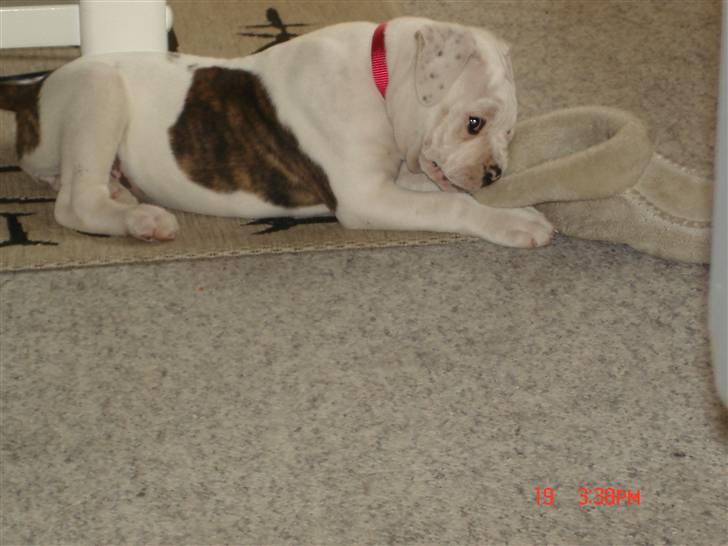 Amerikansk bulldog Margrethelunds Peewee billede 12