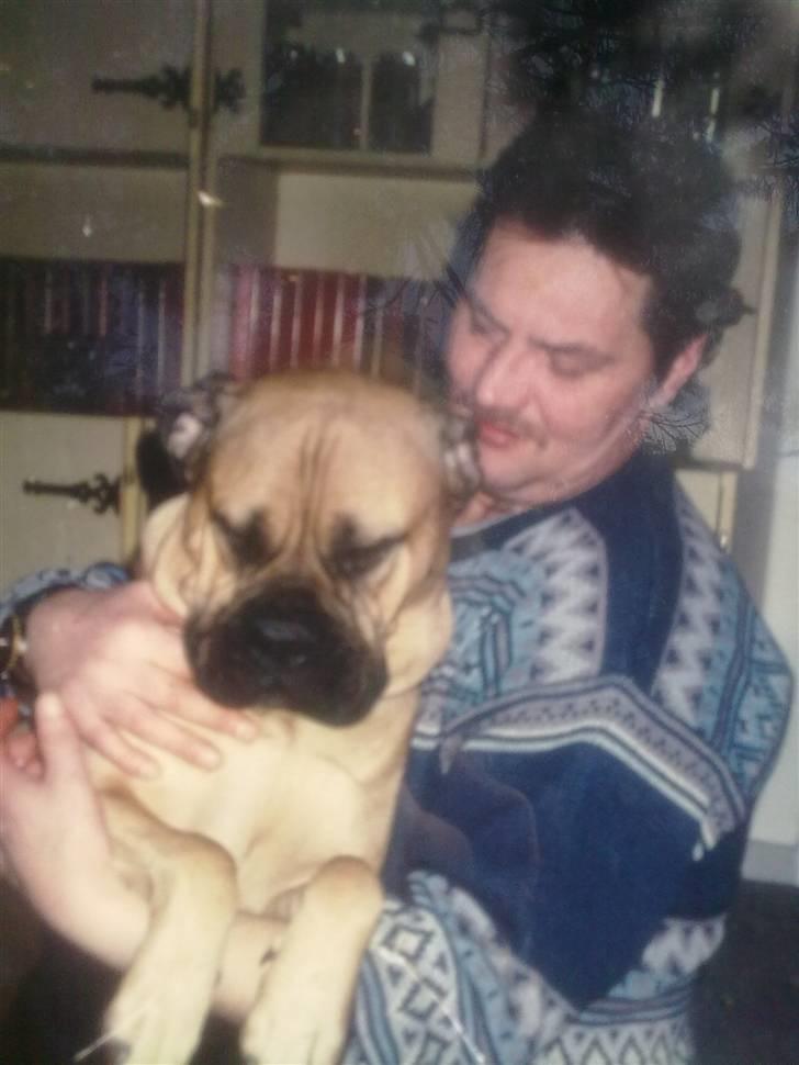 Bullmastiff Bullhalla,s Ophelia R,I,P - Vi kigger ned til dig ,når vi går tur på regnbuen,mor alt er så flot heroppe billede 13
