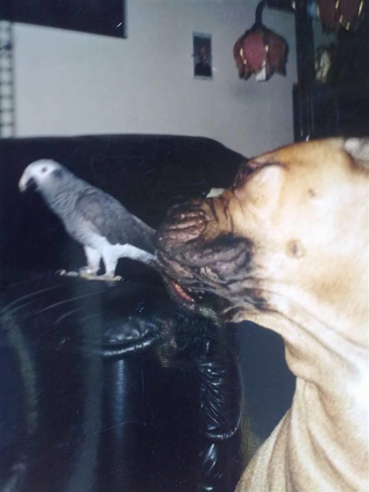 Bullmastiff Bullhalla,s Ophelia R,I,P - Nu bidder du mig ikke i næsen igen billede 14