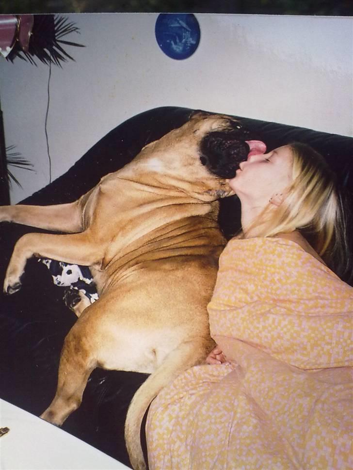 Bullmastiff Bullhalla,s Ophelia R,I,P - MØS-MØS Natasia,og godnat billede 15