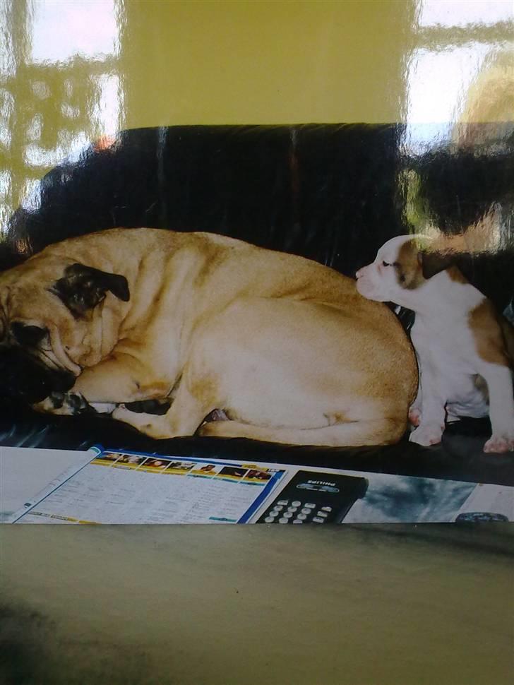 Bullmastiff Bullhalla,s Ophelia R,I,P - Må jeg ligge hos dig,du er så blød billede 16