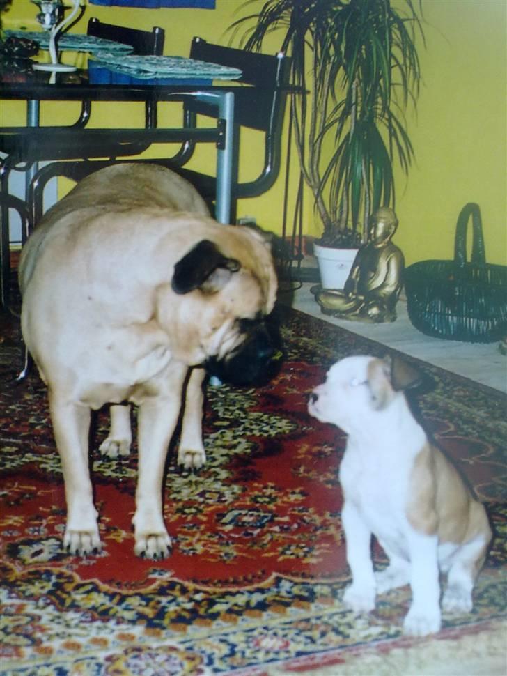 Bullmastiff Bullhalla,s Ophelia R,I,P - Hvad så,,,lille fis billede 17