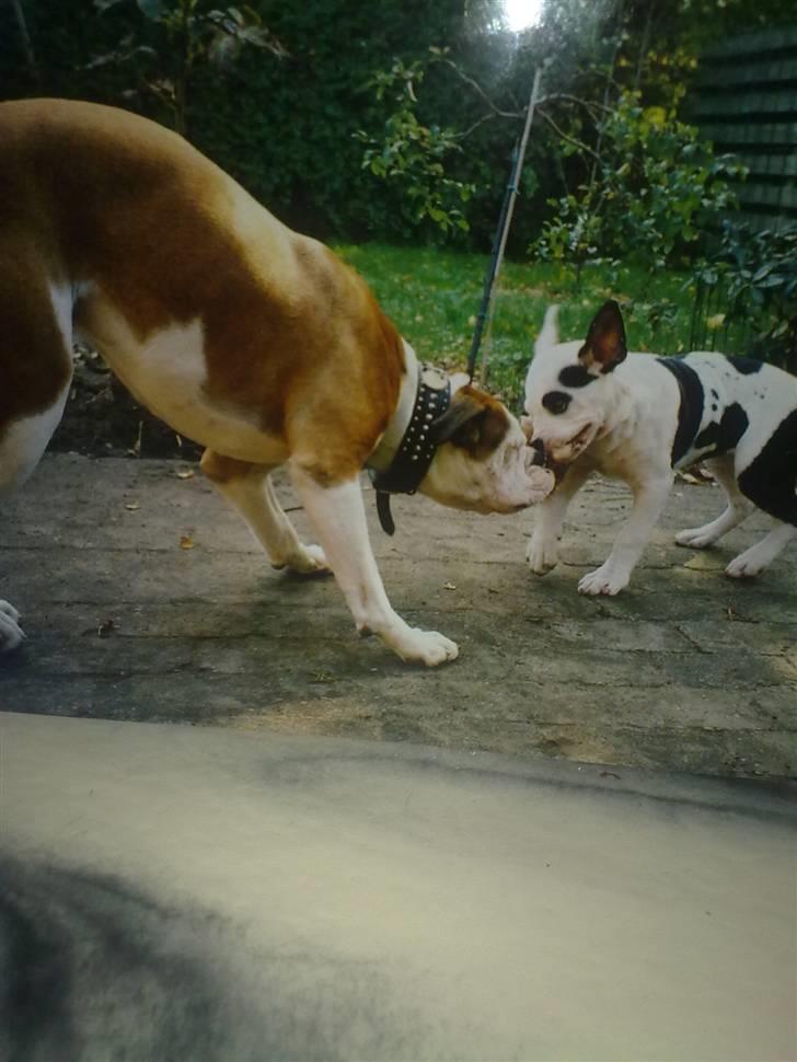 Amerikansk bulldog Tyson - Hiv så din lille skid billede 17