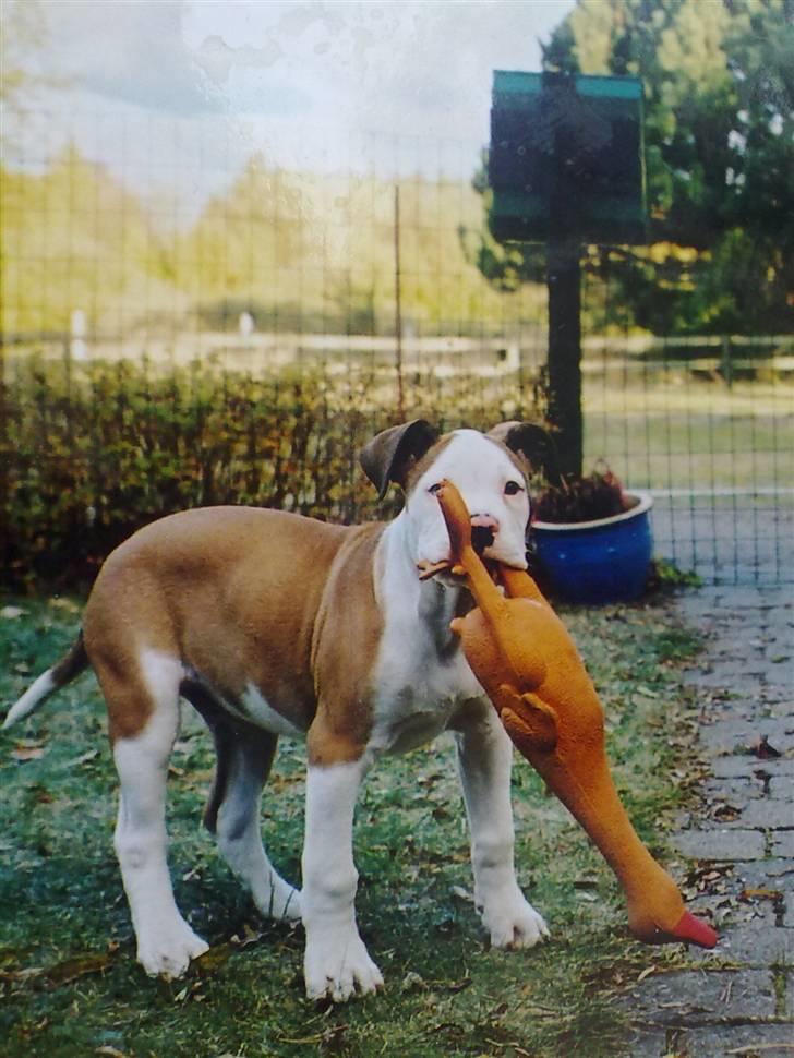 Amerikansk bulldog Tyson - SE,Mor jeg har nedlagt Hanen,er jeg ikke stor billede 18