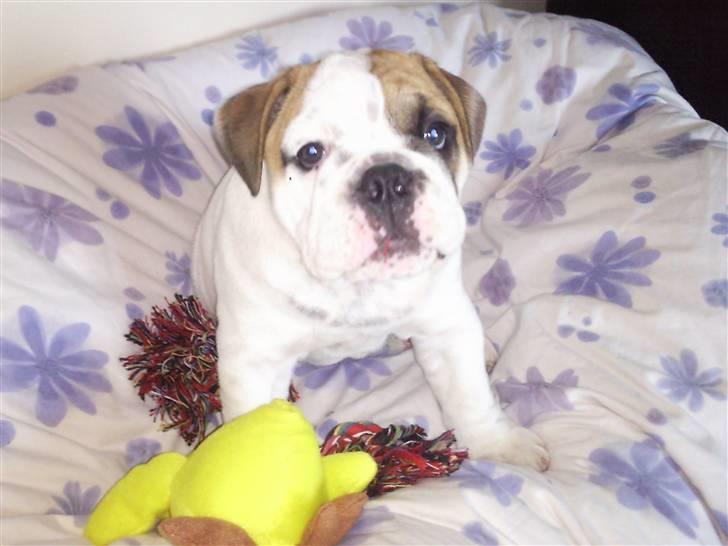 Engelsk bulldog Magnus - 10 uger gammel  billede 1