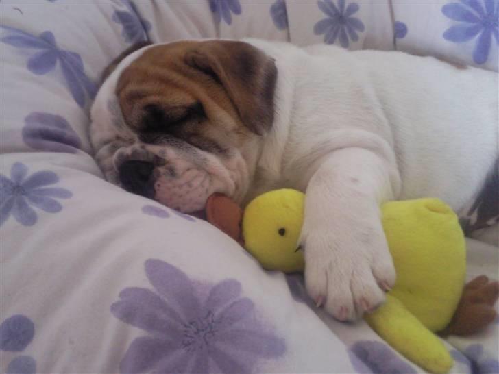 Engelsk bulldog Magnus - 10 uger gammel  billede 2