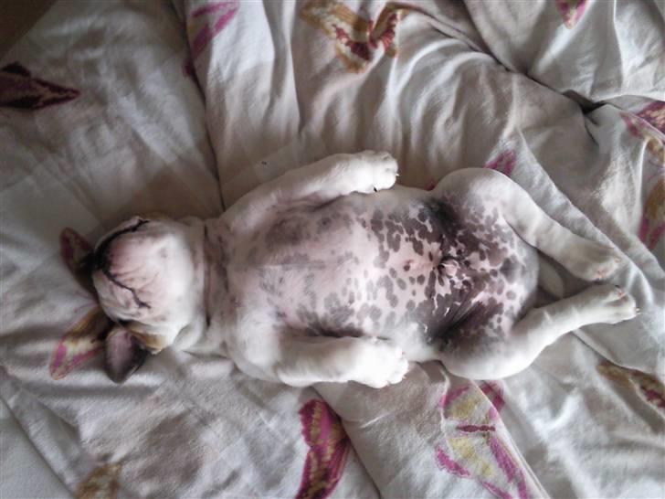 Engelsk bulldog Magnus - 10 uger gammel  billede 3