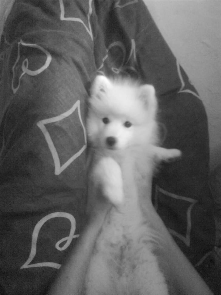 Japansk spids Bamse billede 1