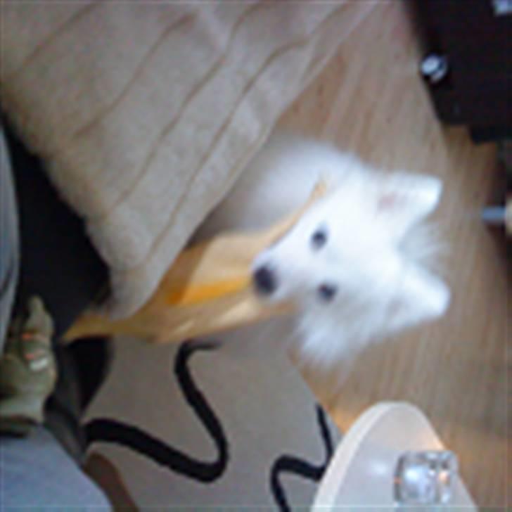 Japansk spids Bamse billede 3