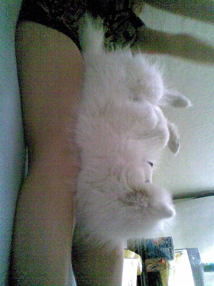 Japansk spids Bamse billede 4