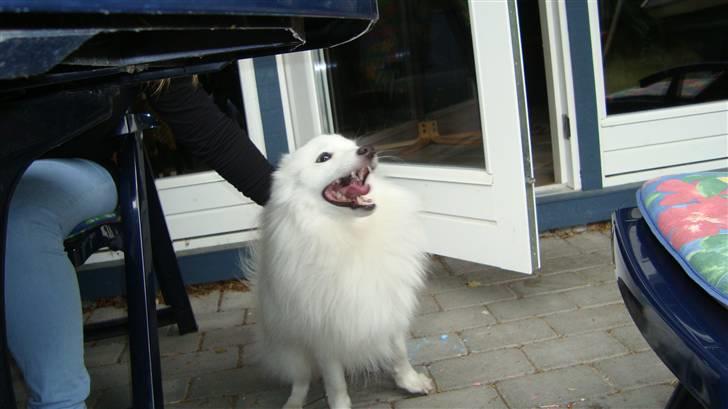 Japansk spids Bamse billede 5