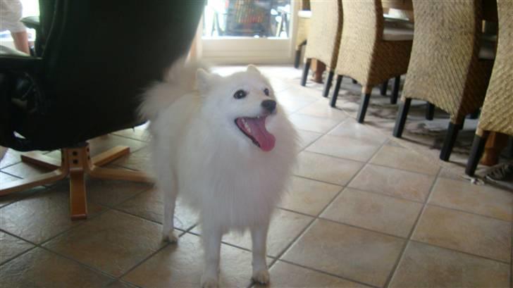 Japansk spids Bamse billede 6