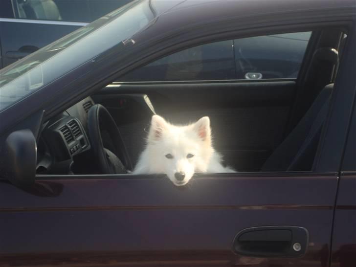 Japansk spids Bamse billede 7