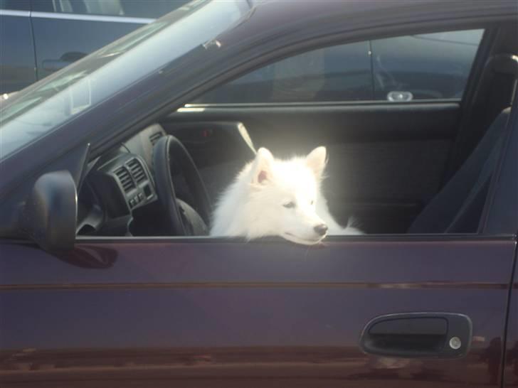 Japansk spids Bamse billede 8