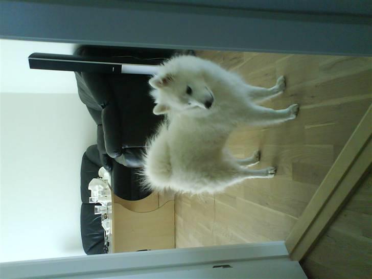 Japansk spids Bamse billede 10