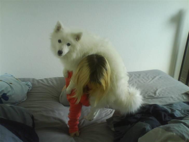 Japansk spids Bamse billede 11